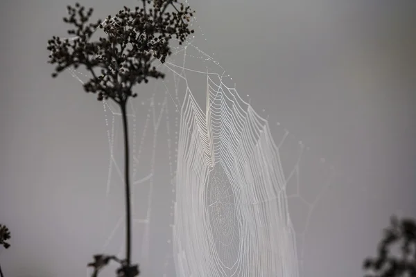 Web van een spin tegen zonsopgang in het veld bedekt mist — Stockfoto