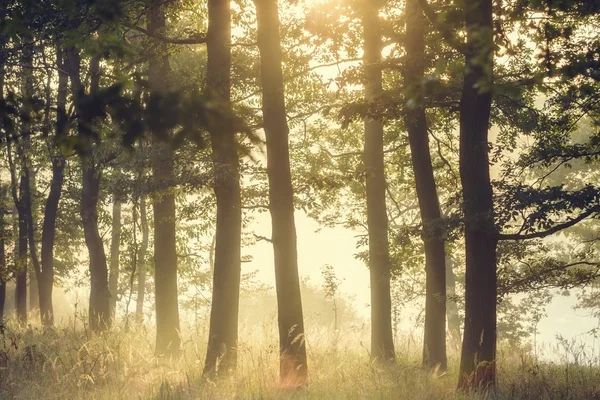 Foggy skog tidigt på morgonen — Stockfoto