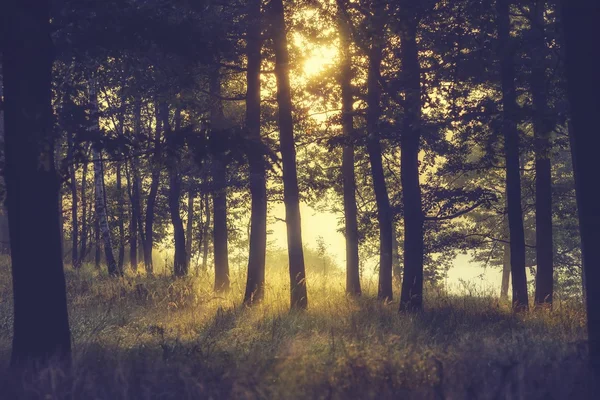 Foggy skog tidigt på morgonen — Stockfoto