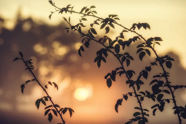 Landschaft mit Nebel am Morgen — Stockfoto