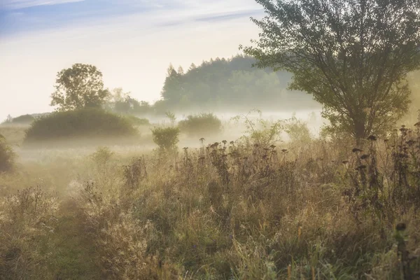 Pejzaż z mgły rano — Zdjęcie stockowe