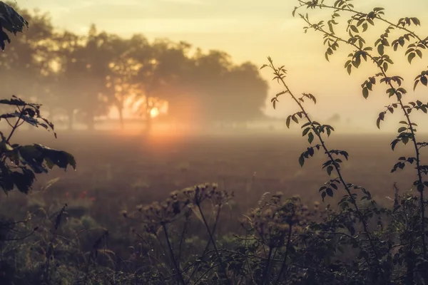 Landschaft mit Nebel am Morgen — Stockfoto