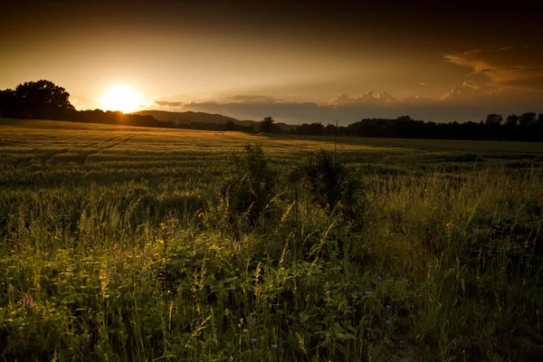 Belo pôr do sol de verão sobre os campos e a floresta — Fotografia de Stock