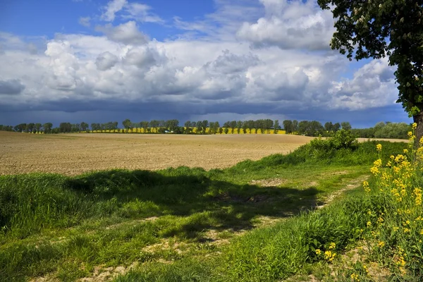 Lente landschap met gele verkrachting veld — Stockfoto