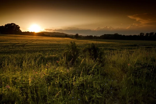 Bellissimo tramonto estivo sui campi e la foresta Foto Stock