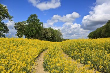 Bahar yatay, sarı tecavüz alan