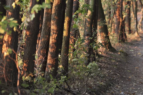 Caminho florestal planta natural — Fotografia de Stock