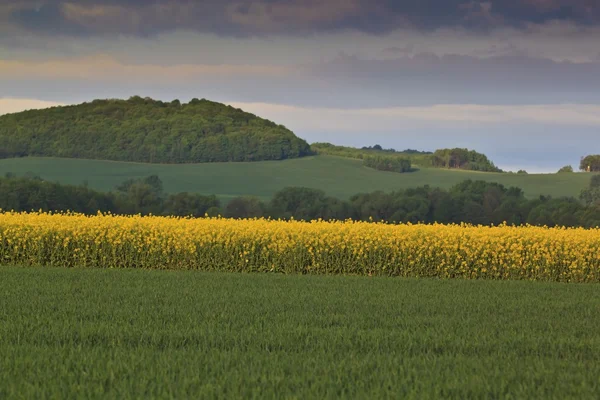 Paysage printanier avec champ de viol jaune — Photo