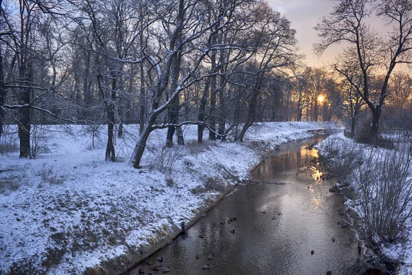 Kış nehir ördekler erken sabah ile — Stok fotoğraf