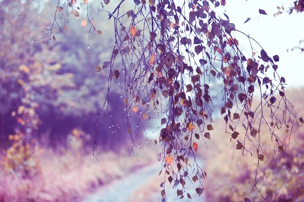 Branch of birch with raindrops - selective focus — Stock Photo, Image