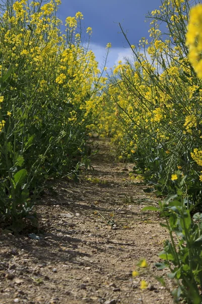 Frühlingslandschaft mit gelbem Rapsfeld — Stockfoto