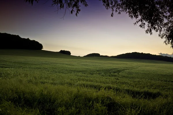 Hermoso atardecer de verano sobre los campos y el bosque —  Fotos de Stock