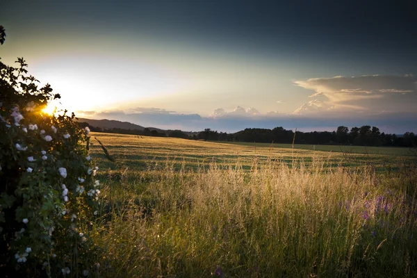 Bellissimo tramonto estivo sui campi e la foresta Foto Stock Royalty Free