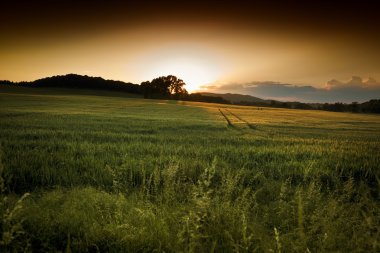 Güzel yaz günbatımı üzerinde alanları ve orman