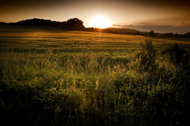 Güzel yaz günbatımı üzerinde alanları ve orman