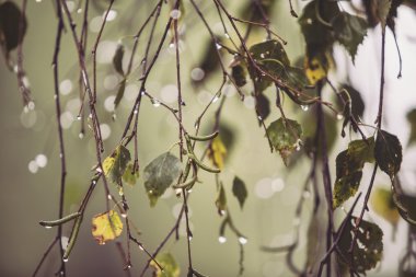 Yağmur damlaları - seçici odak ile huş ağacı dalı