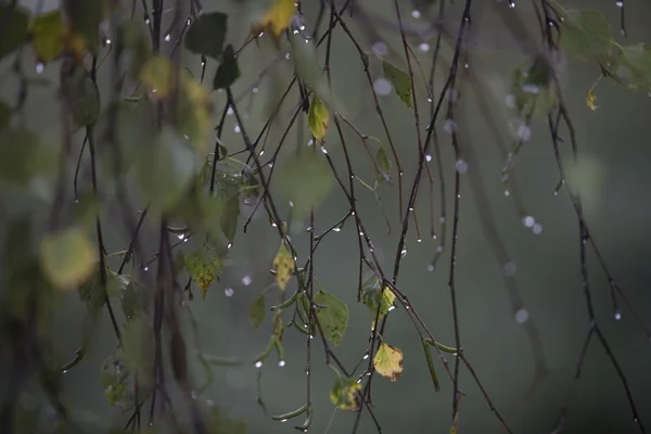 Branch of birch with raindrops - selective focus — Stock Photo, Image
