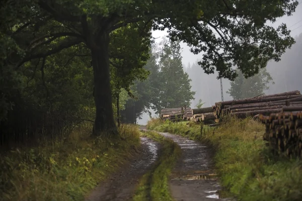 Nebbia e pioggia nel bosco con cumuli di legna — Foto Stock