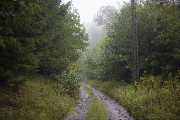 Pioggia nella foresta — Foto Stock