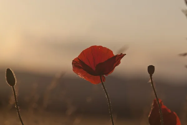 Poppy in the field at dawn — Stock Photo, Image