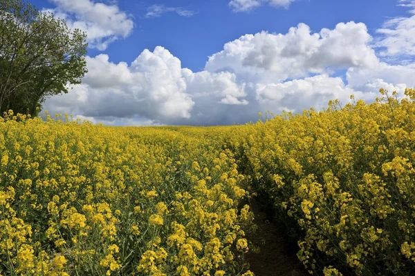 Frühlingslandschaft mit gelbem Rapsfeld — Stockfoto