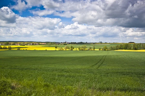 Spring landscape with yellow rape field — Stock Photo, Image