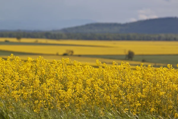 Frühlingslandschaft mit gelbem Rapsfeld — Stockfoto