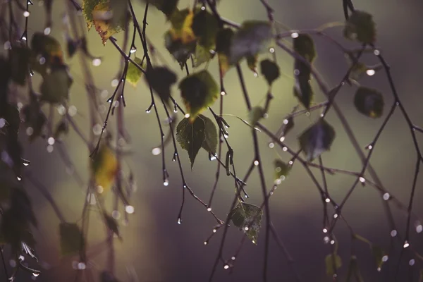 Branch of birch with raindrops - selective focus — Stock Photo, Image