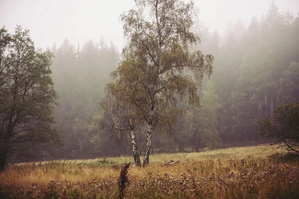 Nebbia e pioggia nella foresta — Foto Stock