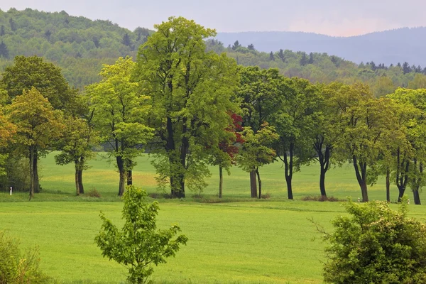 Stromy v řadě — Stock fotografie