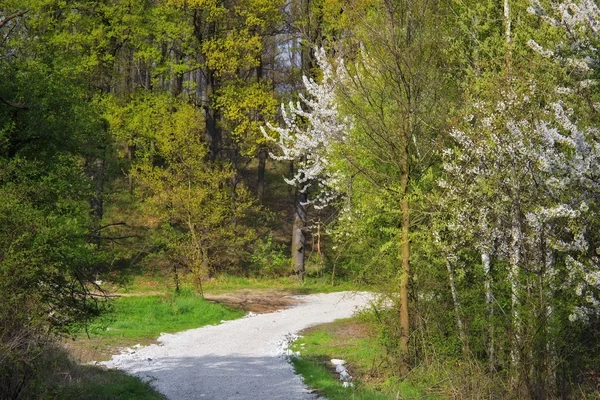 Dromerige lente landschap — Stockfoto