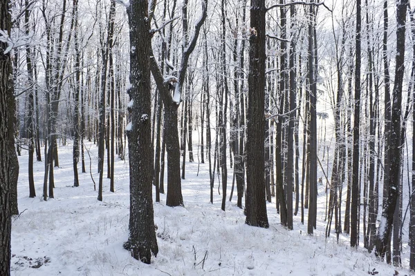 Winter Wonderland ijs boom — Stockfoto