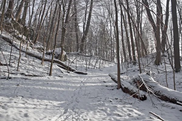 Winter Wonderland dzień — Zdjęcie stockowe