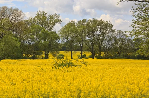 Paisagem de primavera com campo de estupro amarelo — Fotografia de Stock