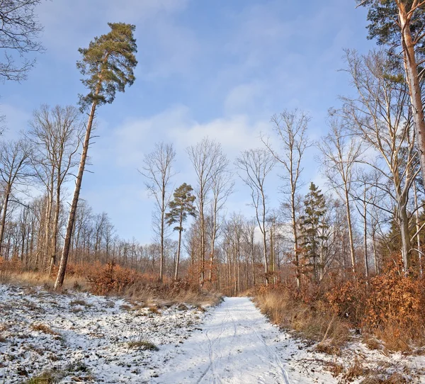 Deux saisons - scène hivernale et automnale dans le parc — Photo