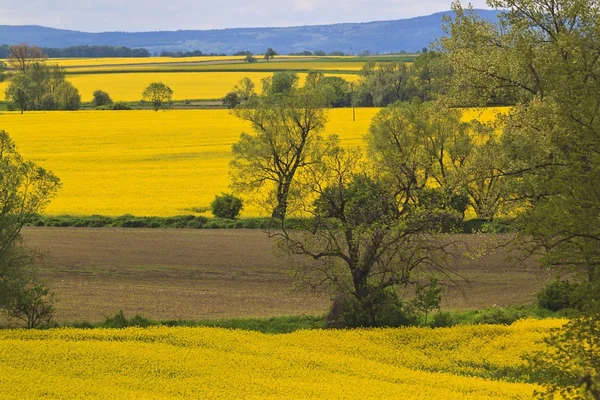 Frühlingslandschaft mit gelbem Rapsfeld — Stockfoto