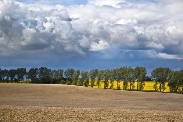 Pole rapeseeds nad dramatické modrá obloha. — Stock fotografie