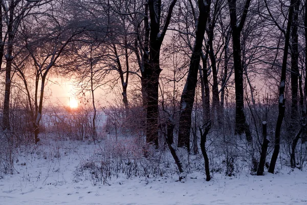 Winterpark in der frühen Morgensonne — Stockfoto