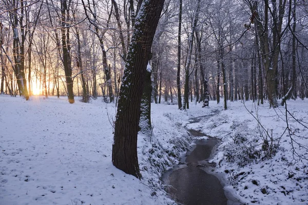 Winter Fluss mit Enten am frühen Morgen — Stockfoto