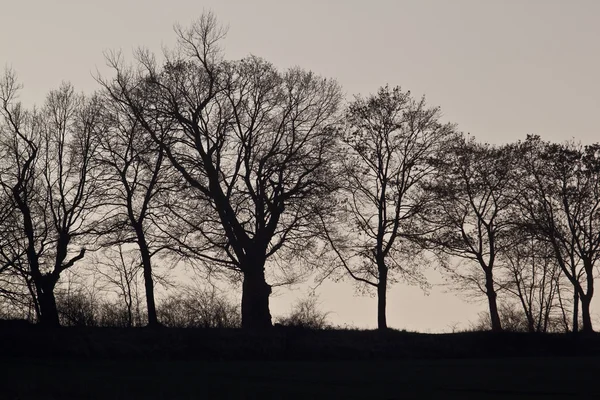 Träd siluetter morgonsol Stockfoto