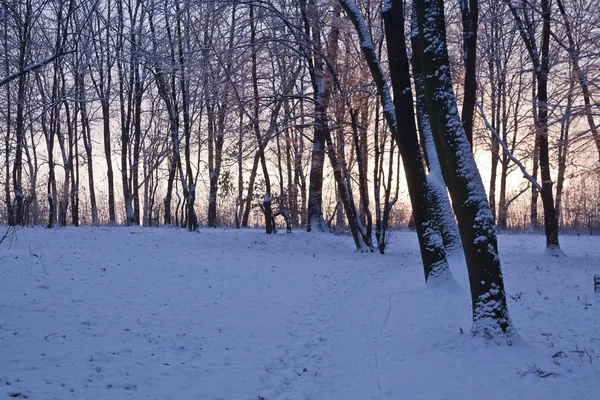 Vinterparken i den tidiga soluppgången — Stockfoto