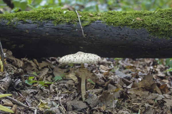 Гриб зонтик (Macrolepiota procera) - съедобный гриб — стоковое фото