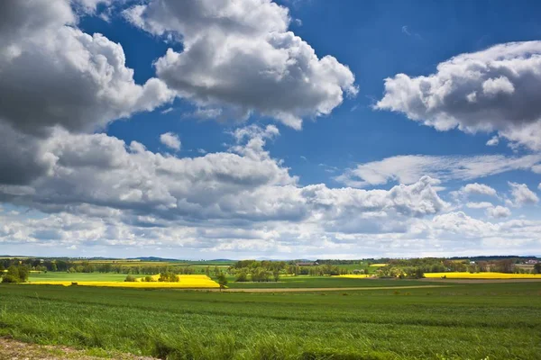 Wiosnę krajobraz z pola rzepaku żółty — Zdjęcie stockowe