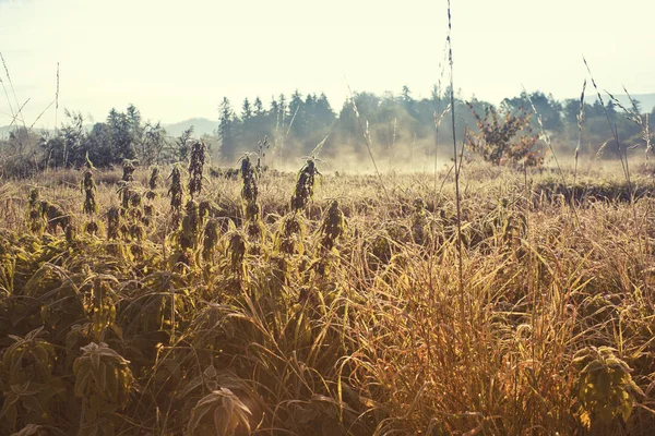 Bevroren planten natuur plantaardige — Stockfoto