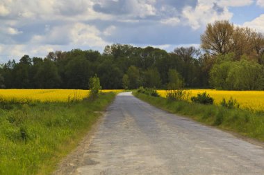 Bahar yatay, sarı tecavüz alan
