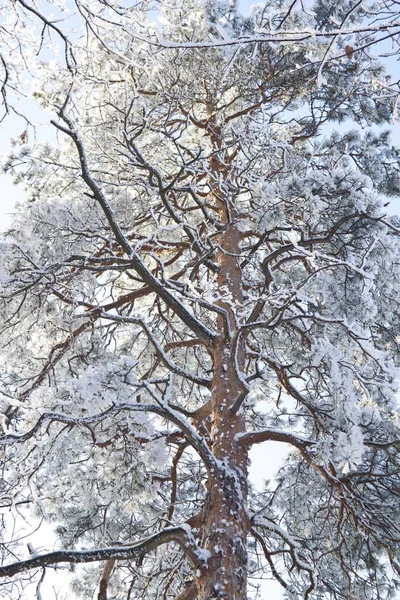Winter Wonderland mooie dag — Stockfoto