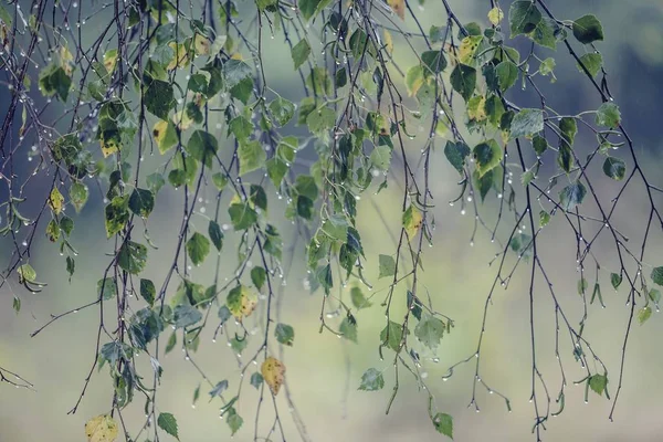 レインドロップス - セレクティブ フォーカス白樺の枝 — ストック写真