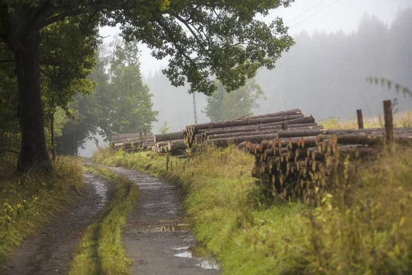 Nebbia e pioggia nel bosco con cumuli di legna — Foto Stock