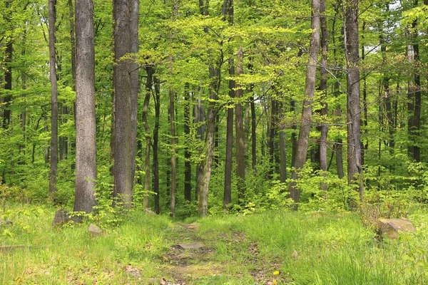 아름 다운 숲 식물 — 스톡 사진