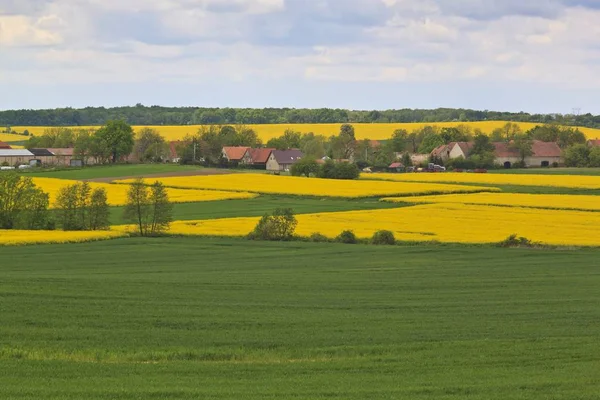 Spring landscape with yellow rape field — Stock Photo, Image
